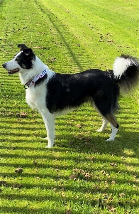curls for border collies